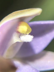 Thelymitra pallidifructus