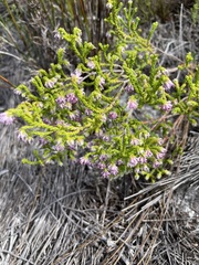 Erica similis