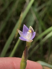 Thelymitra pallidifructus