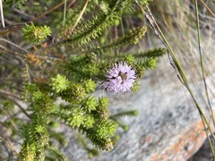 Stilbe ericoides