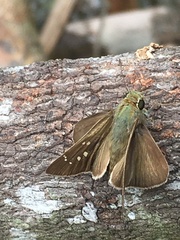 Pelopidas mathias