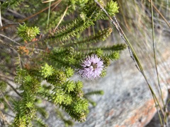 Stilbe ericoides