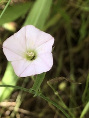 Convolvulus remotus