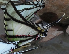 Protesilaus glaucolaus