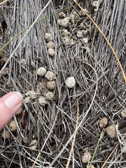 Procavia capensis capensis