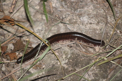 Archispirostreptus syriacus