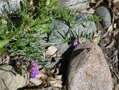 Vicia nervata