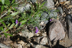 Vicia nervata
