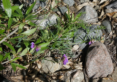 Vicia nervata