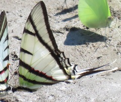 Protesilaus telesilaus