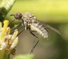 Neacreotrichus