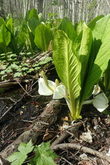 Lysichiton camtschatcensis