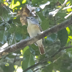 Calicalicus madagascariensis