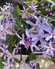 Jacaranda