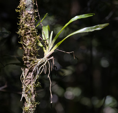 Aeranthes