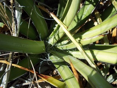 Agave felgeri