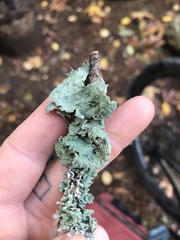 Flavopunctelia flaventior