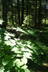 Aralia cordata sachalinensis