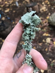 Flavopunctelia flaventior