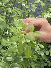 Eleutherococcus trifoliatus