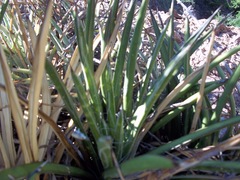 Agave felgeri