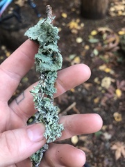 Flavopunctelia flaventior