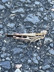 Aiolopus thalassinus tamulus