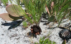 Protea acaulos