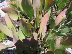 Protea acaulos