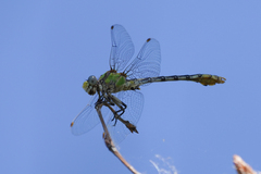 Ophiogomphus occidentis