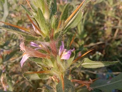 Hygrophila auriculata