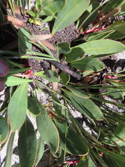 Protea acaulos