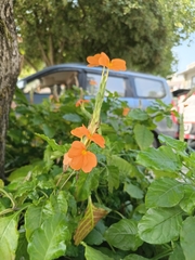 Crossandra infundibuliformis