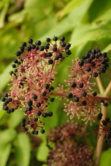 Aralia cordata
