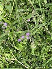Cyanthillium cinereum