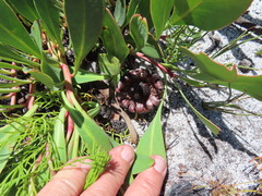 Protea acaulos