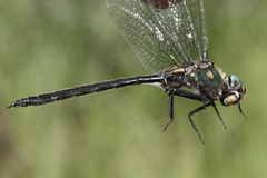 Somatochlora semicircularis