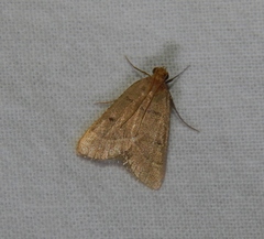 Hypsopygia nostralis