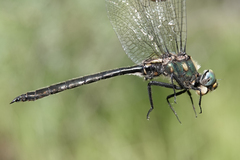 Somatochlora semicircularis