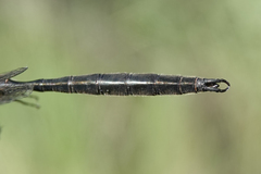 Somatochlora semicircularis