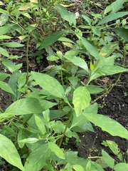 Rhinacanthus nasutus