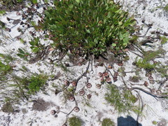 Protea acaulos