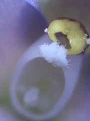 Thelymitra pallidifructus