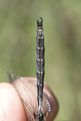 Somatochlora semicircularis