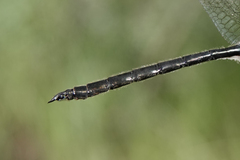 Somatochlora semicircularis
