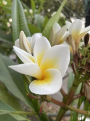Plumeria rubra