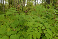 Aralia cordata