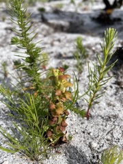 Disa pygmaea