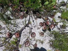 Protea acaulos