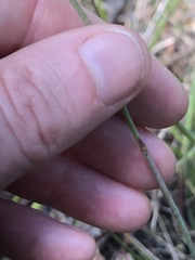 Thelymitra pallidifructus